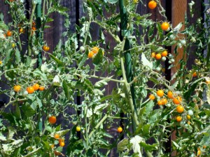 John's Sun Gold Cherry Tomatoes.