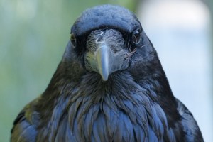 The birds still had fight in them.