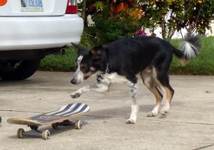 Mick's starting to get the hang of his skateboard!