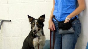 Mick watches his classmates during his first Intro to Agility class.