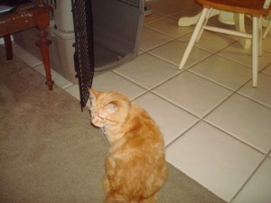 Audrey couldn't believe her good fortune--the dog was gone again!