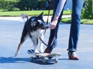We started to train again. Mick loves showing off!