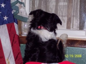 Chase lunged and barked like mad at any intruder, even squirrels.