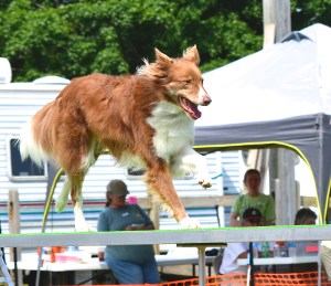 Ginger Dogwalk cropped