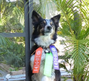 You can earn Tricks titles too. Click and Join us for Free.